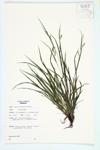 Slender Wood Sedge; Narrow-leaved Wood Sedge specimen