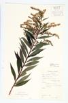 Canada Goldenrod; Rock Goldenrod specimen