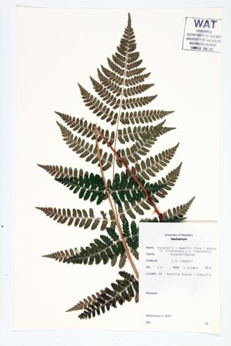 Dowell's Wood Fern specimen