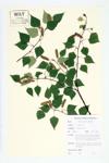 Gray Birch; Wire Birch specimen