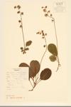 Shinleaf Pyrola; Shinleaf specimen