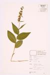 Common Helleborine specimen