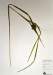 Morningstar Sedge specimen