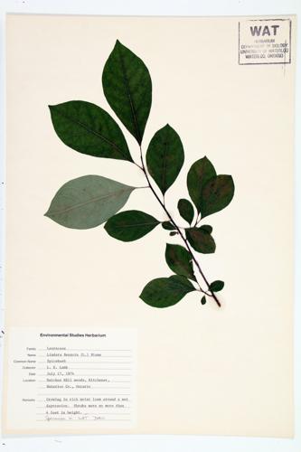 Spicebush; Allspice specimen