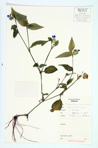 Asiatic Day-flower; Common Day-flower specimen