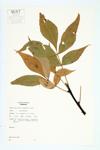 Red Hickory; Pignut Hickory specimen