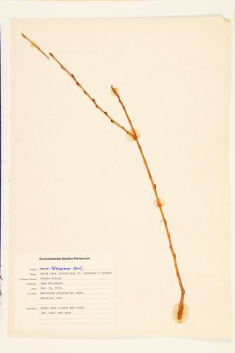 Golden Willow specimen