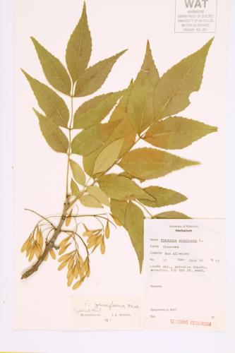 White Ash specimen