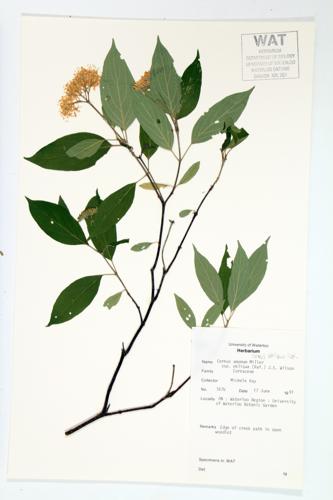 Silky Dogwood; Silky Cornel specimen