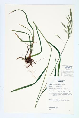 Kalm's Brome; Wild Chess  specimen