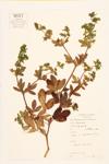 Rough Cinquefoil specimen