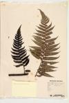 Tropical Fern specimen