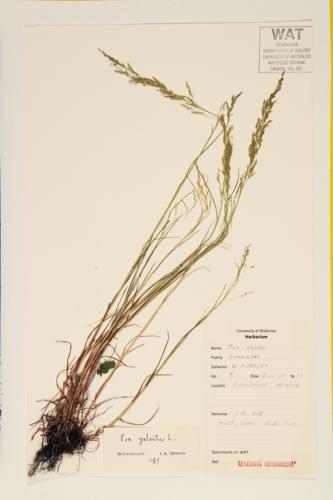 Swamp Blue Grass; Fowl Meadow Grass specimen