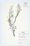 Flixweed; Herb-sophia specimen