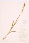 Tall White Bog Orchid specimen