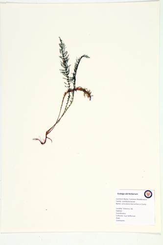 Common Bladderwort; Greater Bladderwort specimen