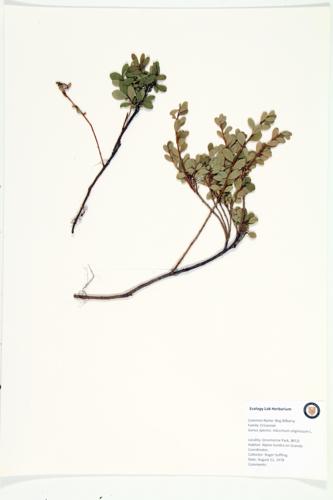 Bog Blueberry; Bog Bilberry specimen