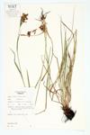 Lined Bulrush; Drooping Bulrush specimen