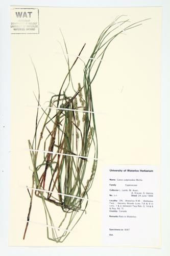 Fox Sedge; Brown Fox Sedge  specimen