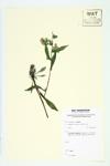 Calico Aster; One-sided Aster  specimen