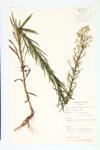 Canadian Horseweed; Horseweed; Canada Fleabane  specimen