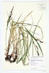 Emory's Sedge; Riverbank Sedge specimen