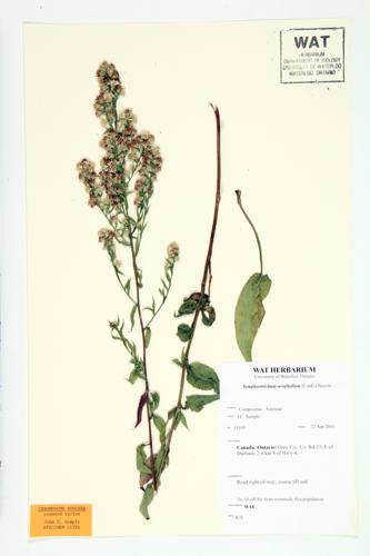 Arrow-leaved Aster; White Arrowleaf Aster specimen