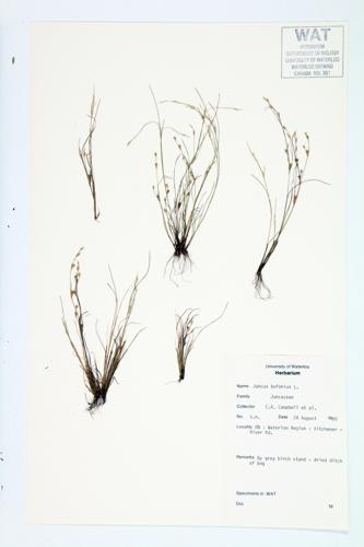 Toad Rush specimen