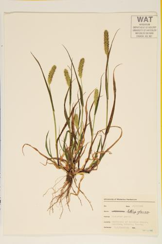 Yellow Foxtail specimen