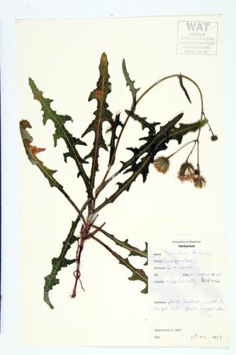 Field Sow-thistle specimen