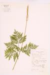 Rattlesnake Fern specimen