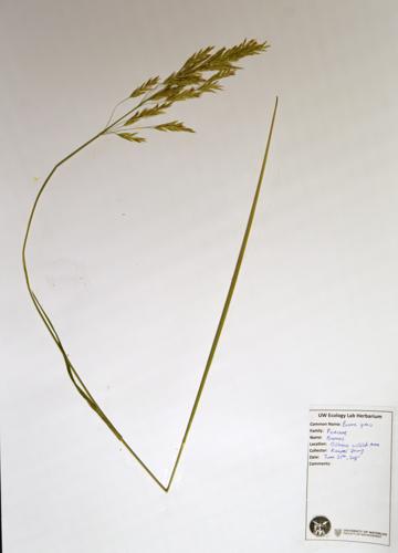 Brome grass specimen