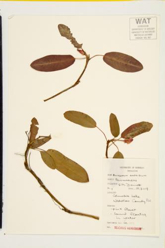 Water Smartweed; Amphibious Bistort  specimen