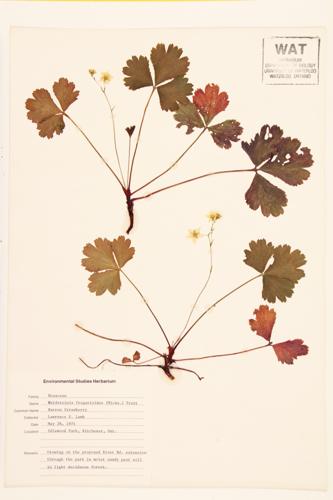 Barren Strawberry; Dry Strawberry specimen