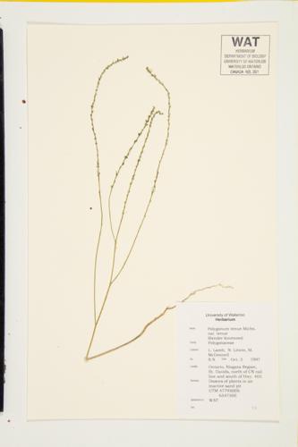 Slender Knotweed specimen