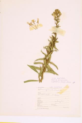 Evening Primrose specimen