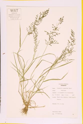 Little lovegrass specimen