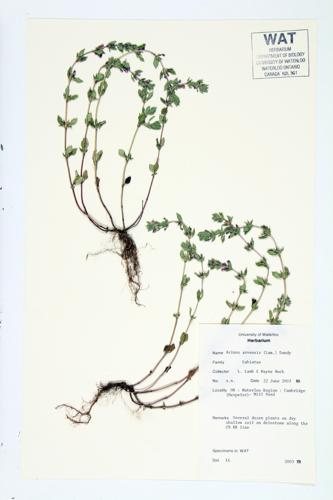 Basil Thyme; Mother-of-thyme  specimen