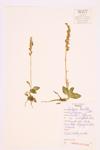 Checkered Rattlesnake-plantain; Loddiges Rattlesnake-plantain specimen