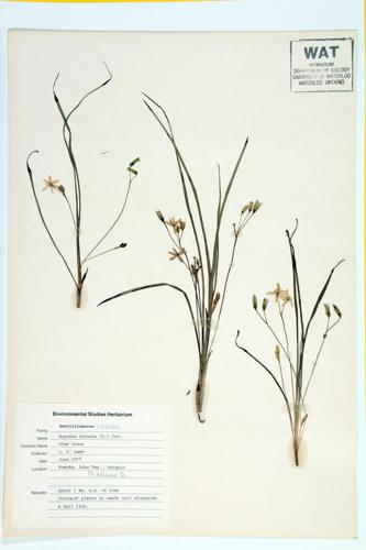 Yellow Star-grass specimen