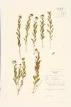 Bastard Toadflax specimen