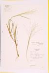 Fall Crabgrass specimen