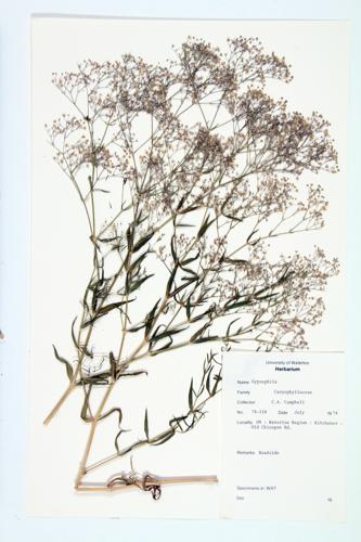 Baby's Breath specimen