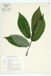 American Chestnut; Toothed Chestnut  specimen