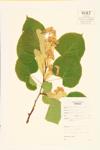 Basswood; American Basswood; White-wood  specimen