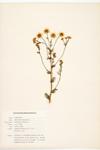 Scentless Chamomile; Ambiguous Chamomile specimen