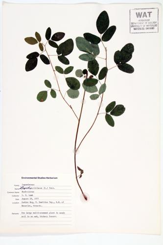 Violet Bush-clover; Violet Lespedeza specimen