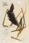 European Reed; Common Reed specimen