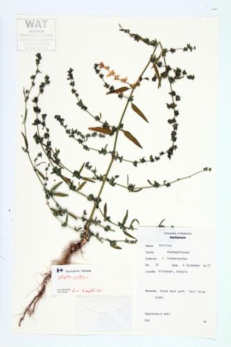 Spearscale; Spreading Atriplex specimen