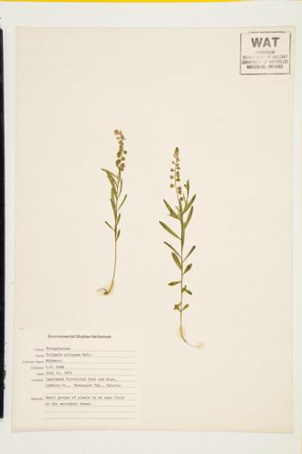 Racemed Milkwort specimen